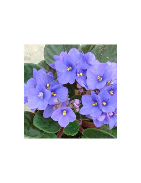 Comprar violeta africana por 5,35€ en Germigarden