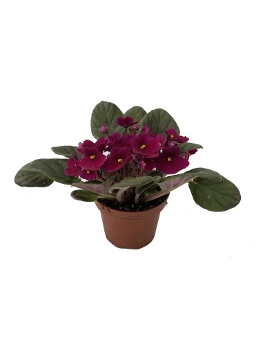 Comprar violeta africana por 5,35€ en Germigarden