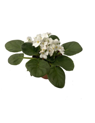 Santapaulina (test 12 cm ø)