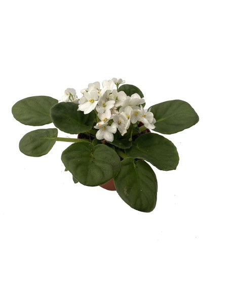 Comprar violeta africana por 5,35€ en Germigarden