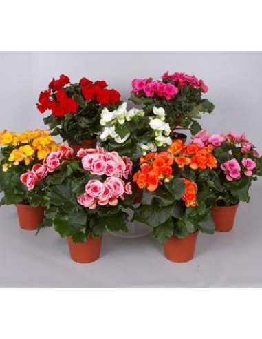 Begonia eliator a germigarden.com