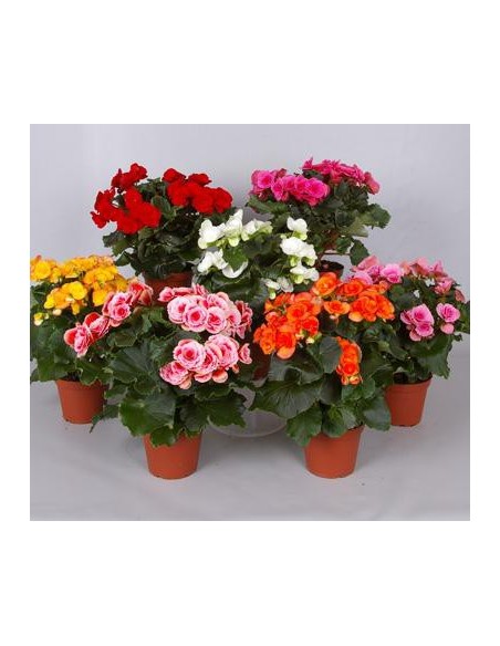 Begonia eliator a germigarden.com