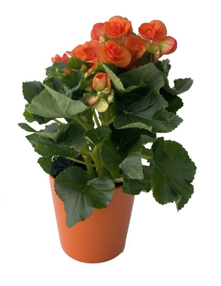 Begonia eliator a germigarden.com