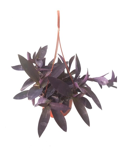 Tradescantia purpurea (test 14 cm ø)