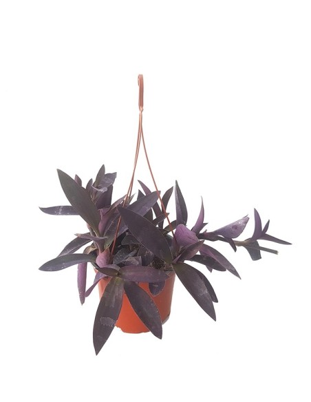 Tradescantia purpurea (test 14 cm ø)