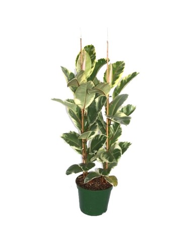 Ficus Elastica Tineke (70 - 90 cm) (2 vares)