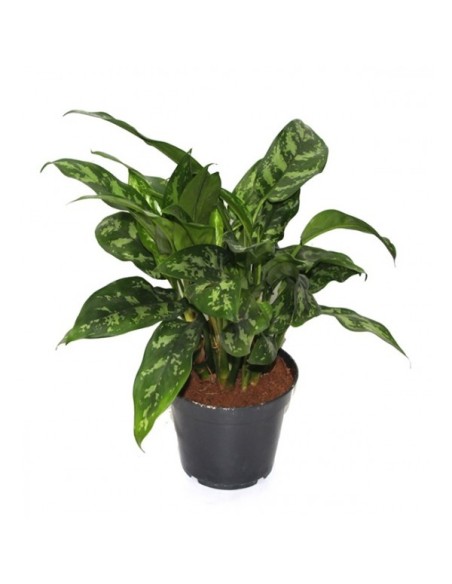 Aglaonema Maria (test 14 cm  Ø)