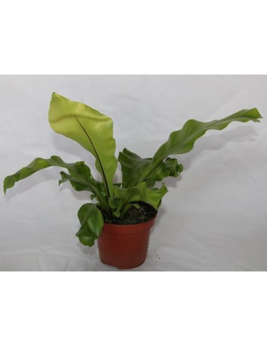 Asplenium nidus ou ninho de samambaia