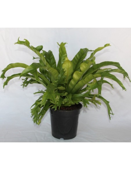 Asplenium nidus o helecho nido
