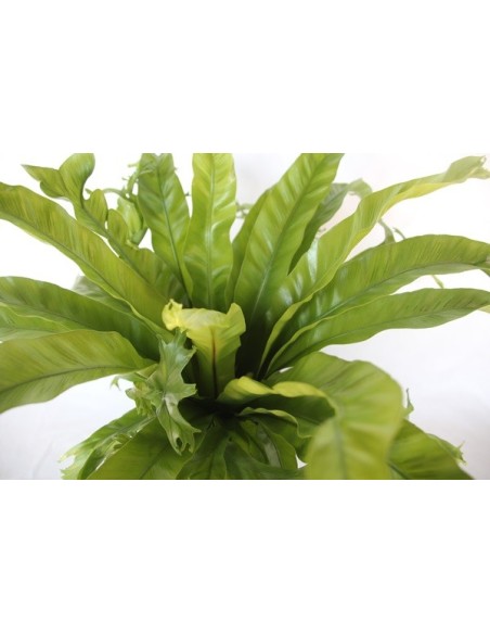 Asplenium nidus o helecho nido