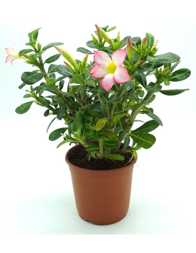Adenium obesum (vaso 14 cm ø)