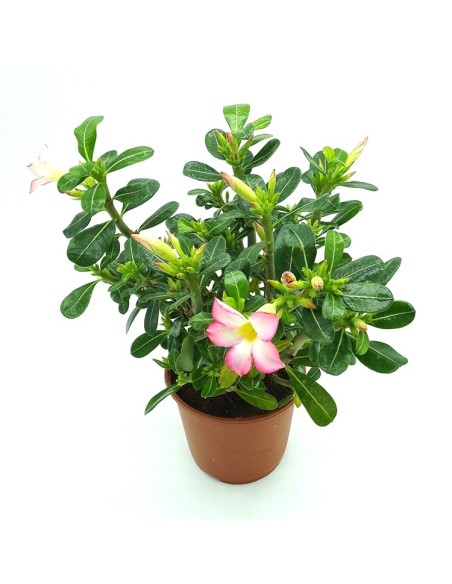 Rosa del desierto o Adenium obesum (maceta 14 cm ø)