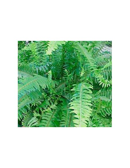 Comprar Samambaia ou feto em Germigarden 