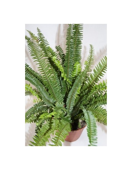 Comprar Samambaia ou feto em Germigarden 