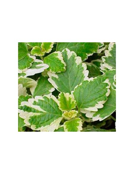 Comprar planta incienso a granel por 2,10€ en Germigarden
