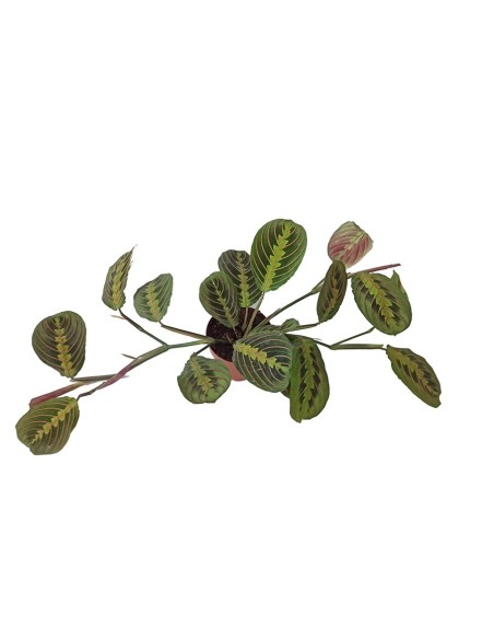 Maranta (test 13 cm  Ø)