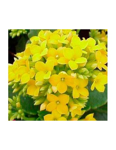 Calanchoe d'interior