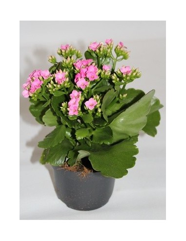 Calanchoe d'interior