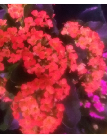Calanchoe d'interior