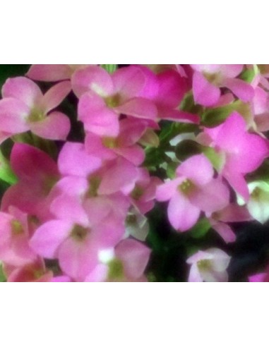 Calanchoe d'interior