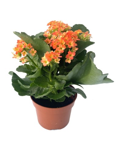 Comprar kalanchoe de interior por 2,95€ a granel