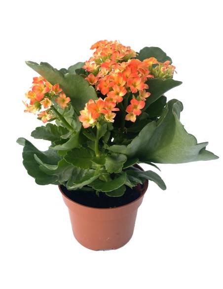 Calanchoe d'interior