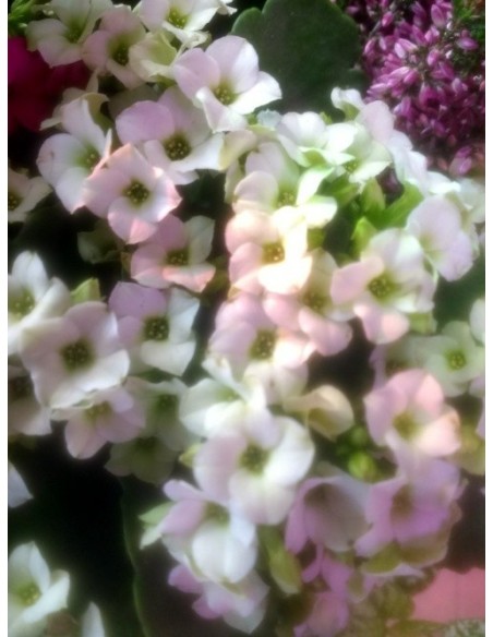 Calanchoe d'interior