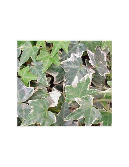 Comprar hiedra para interior a granel diferentes medidas des de 1,95€ en Germigarden