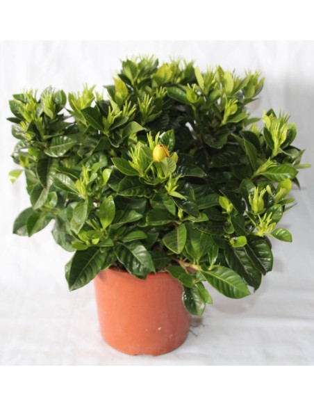 Gardenias por 14,95€ en Germigarden