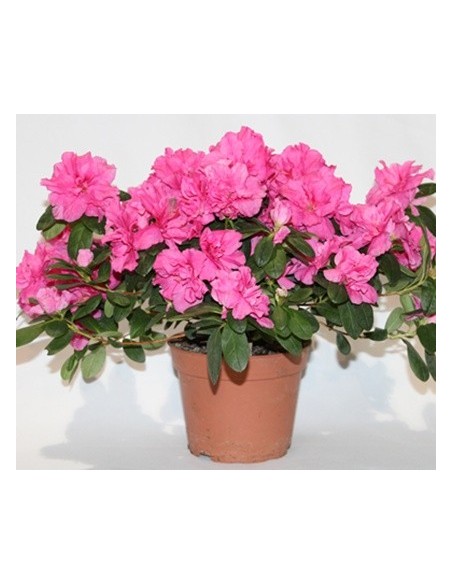 Azalea (test 12 cm ø)