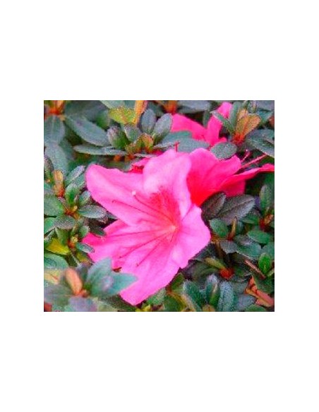 Comprar azálea em Germigarden
