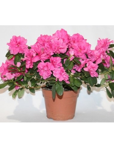 Comprar azálea em Germigarden