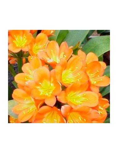 Comprar clivia