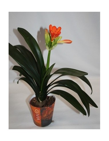 Comprar clivia por € 14,95 - Plantas de interior em Germigarden