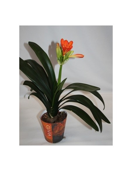 Comprar clivia