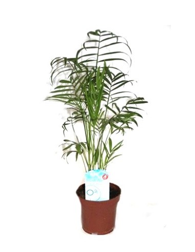 Comprar chamadorea en Germigarden desde 5,40€