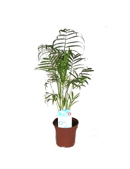 Comprar chamadorea en Germigarden desde 5,40€