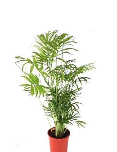 Comprar chamadorea en Germigarden desde 5,40€