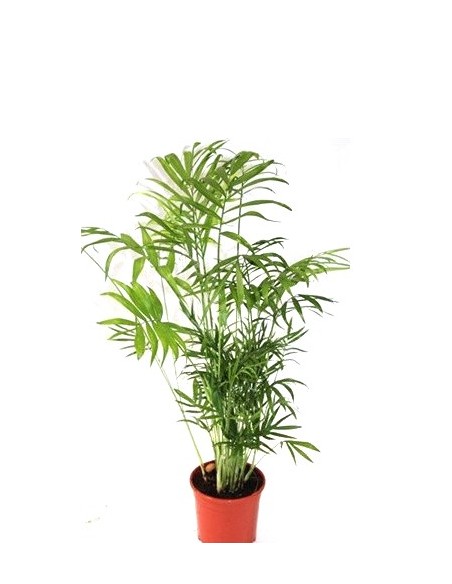 Compre Chamaedorea em Germigarden por € 5,40