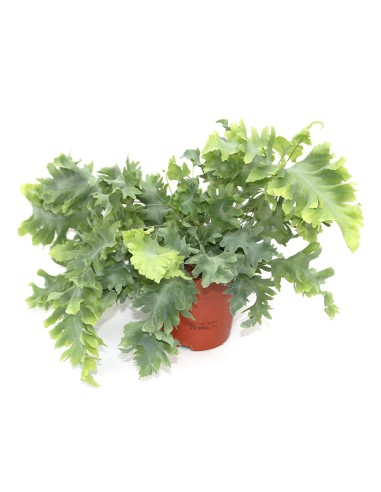 Phlebodium Davana (test 12 cm Ø)
