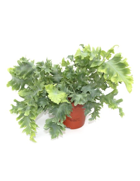 Phlebodium Davana (test 12 cm Ø)