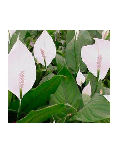 Comprar spathiphyllum desde 5,95€ en Germigarde