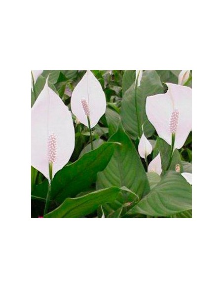 Compre Spathiphyllum a partir de € 5,95 em Germigarde