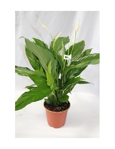 Compre Spathiphyllum a partir de € 5,95 em Germigarde