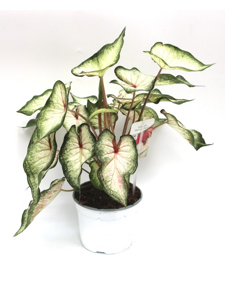 Caladium (test 18 cm Ø)