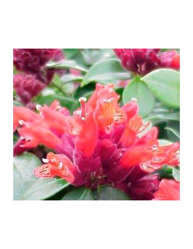 Comprar aeschynantus por 23,90€ en Germigarden