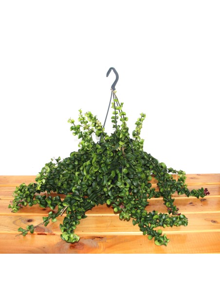 Comprar aeschynantus por 23,90€ en Germigarden