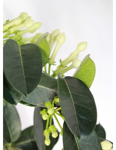 Stephanotis ou stephanotis (vaso 12 cm Ø)