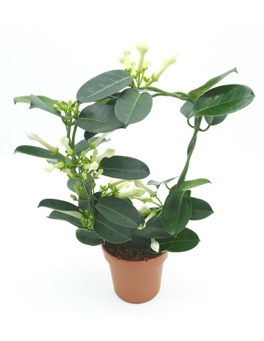 Stephanotis ou stephanotis (vaso 12 cm Ø)
