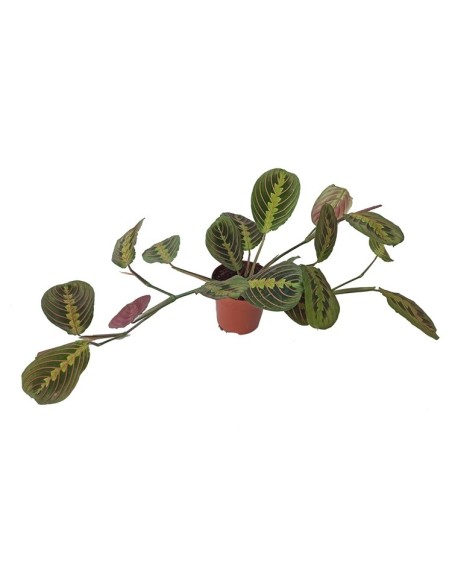 Maranta (vaso de 13 cm Ø)
